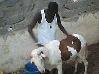ndiaye berger